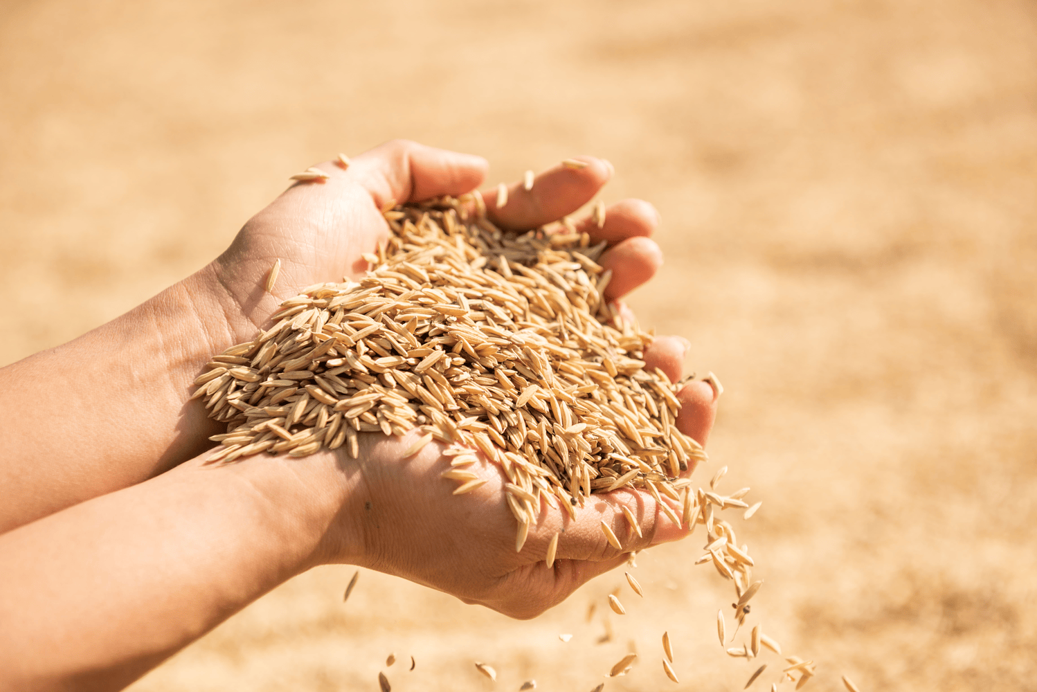 Sustainable herbs and spices export